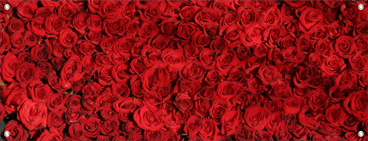 BLUMEN WANDBILDER POSTER DEKO BILDER XXL 160x60 ROSEN ROSENBLÜTEN ROT