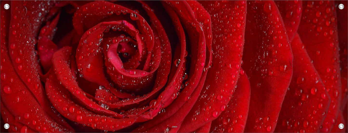 BLUMEN WANDBILDER POSTER DEKO BILDER XXL 160x60 ROSE WASSERPERLEN