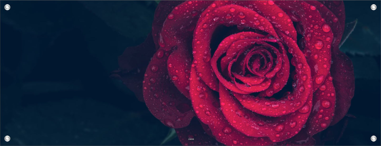 BLUMEN WANDBILDER POSTER DEKO BILDER XXL 160x60 ROSE ROT EDEL