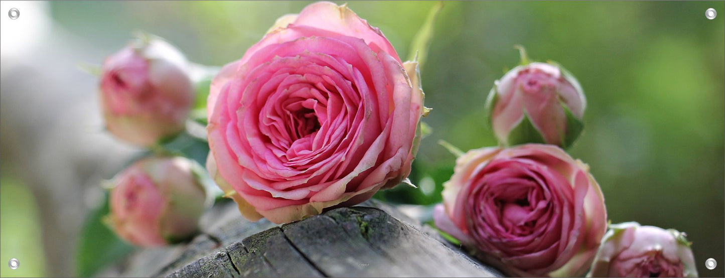 BLUMEN WANDBILDER POSTER DEKO BILDER XXL 160x60 ROSEN ROSA GARTEN