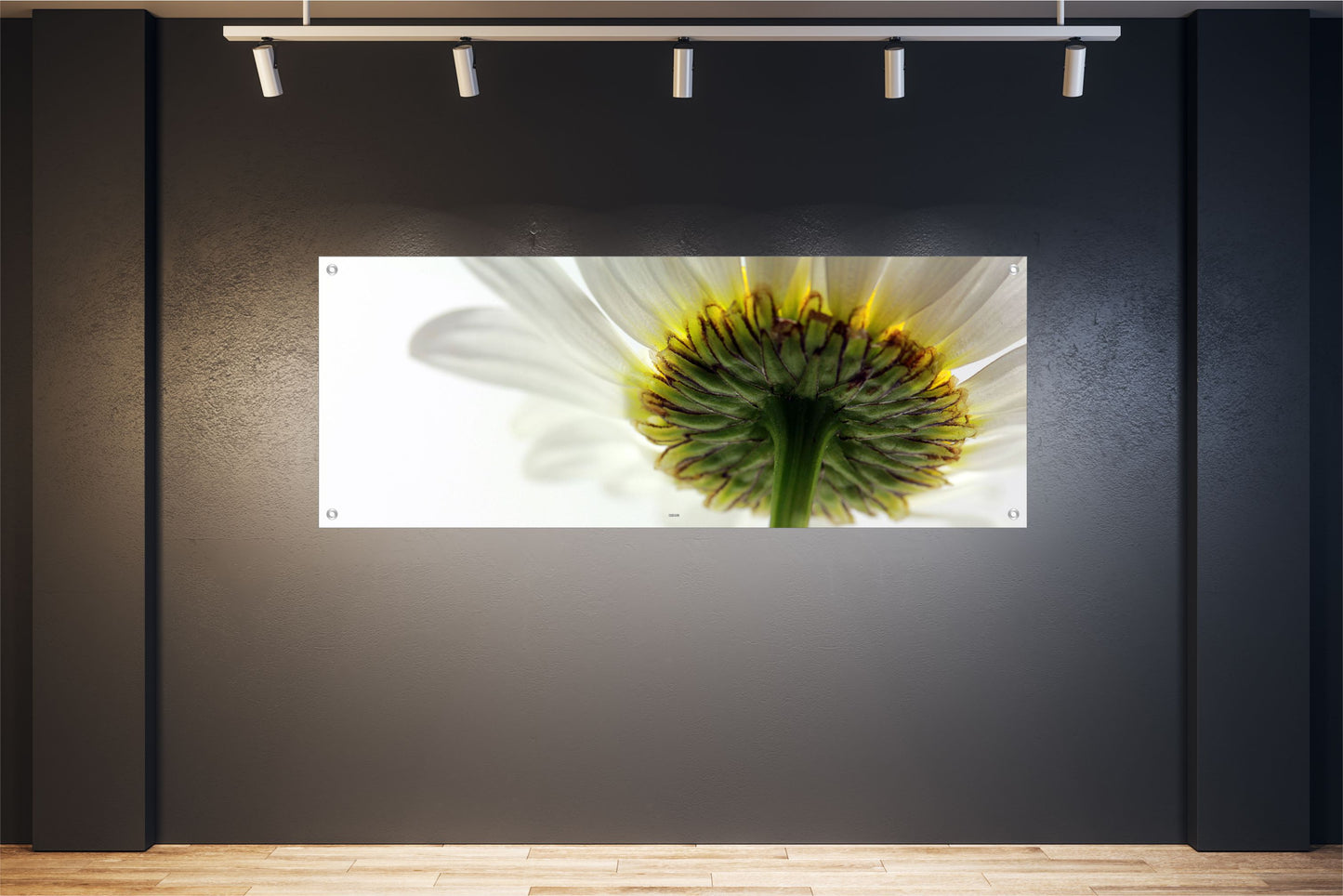 BLUMEN WANDBILDER POSTER DEKO BILDER XXL 160x60 BLÜTE GERBERA WEISS