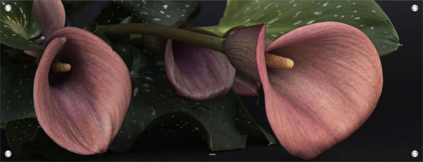 BLUMEN WANDBILDER POSTER DEKO BILDER XXL 160x60 CALLA BLÜTEN EDEL