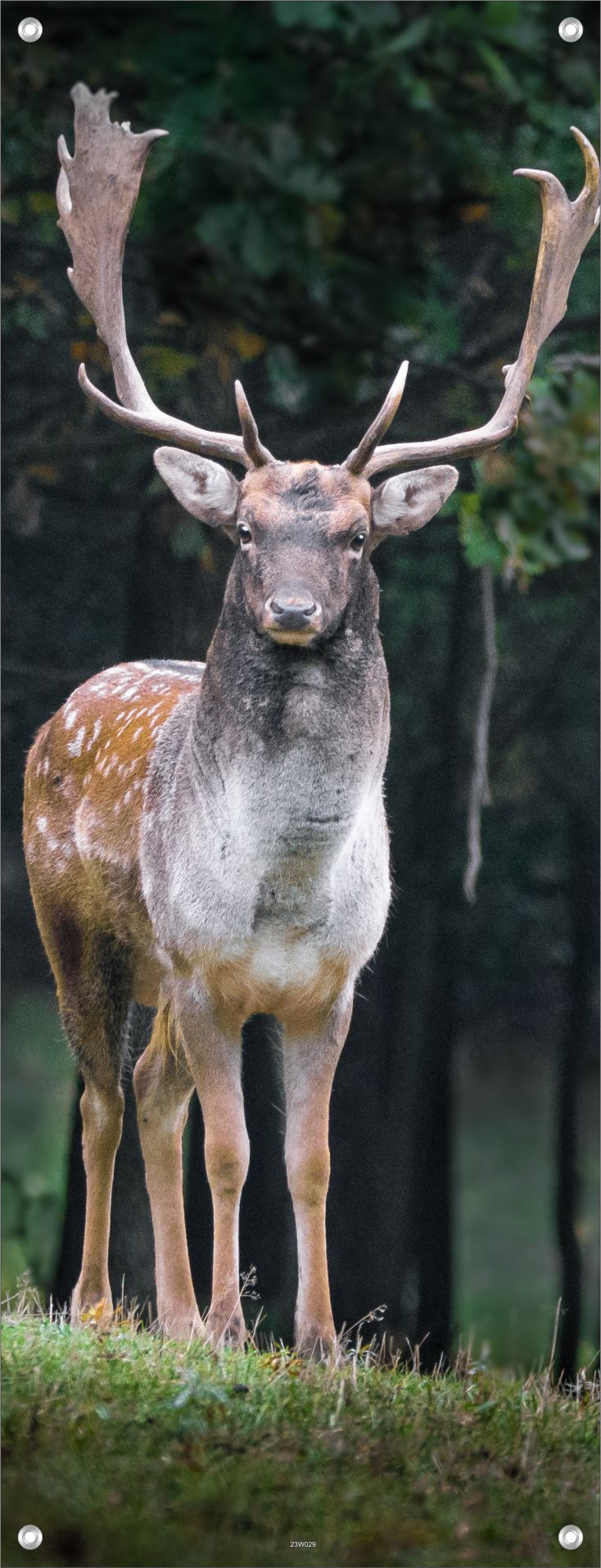 Deko Bild Poster Kunstdruck Wandbild XXL 160x60 cm Hirsch Wald Natur
