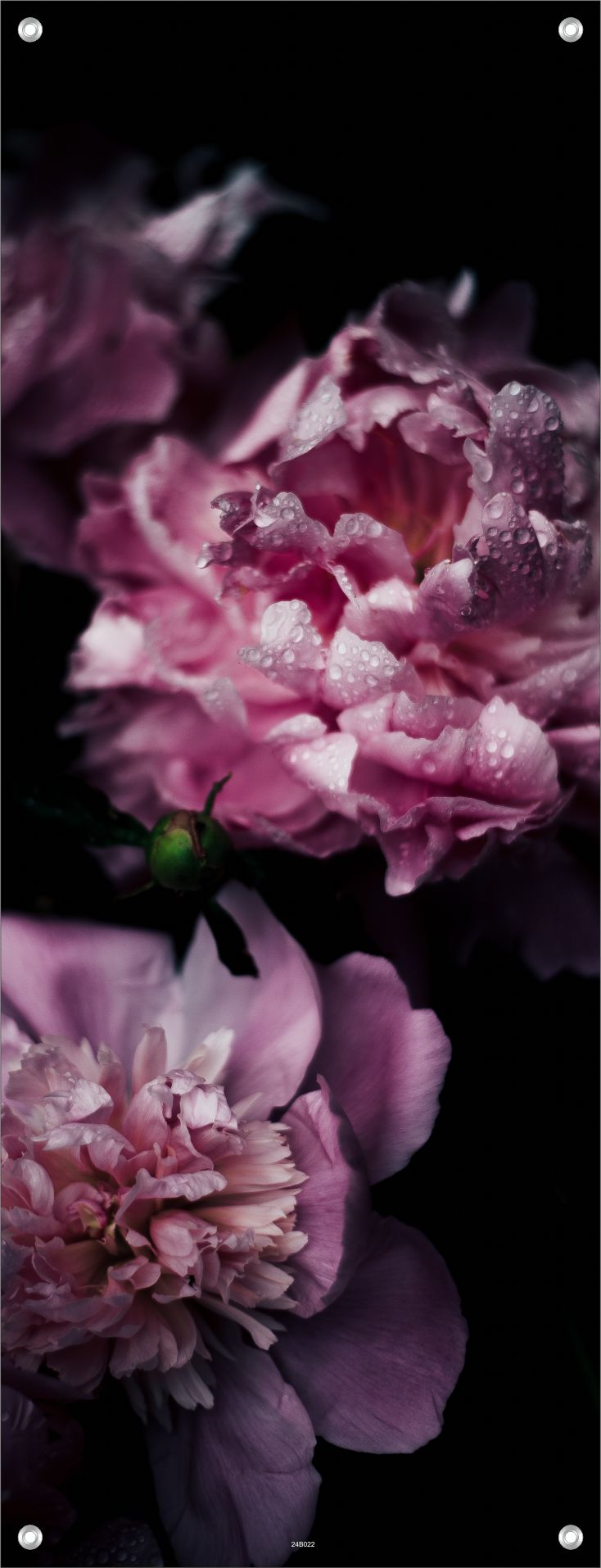 BLUMEN WANDBILDER POSTER DEKO BILDER XXL60x160 PFINGSTROSEN BLÜTEN