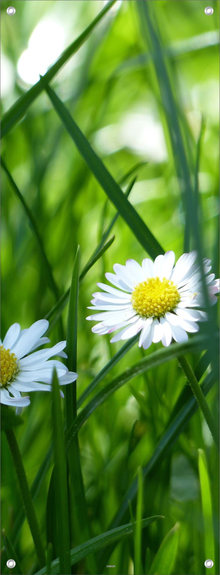 BLUMEN WANDBILDER POSTER DEKO BILDER XXL 60x160 BLUMENWIESE NATUR