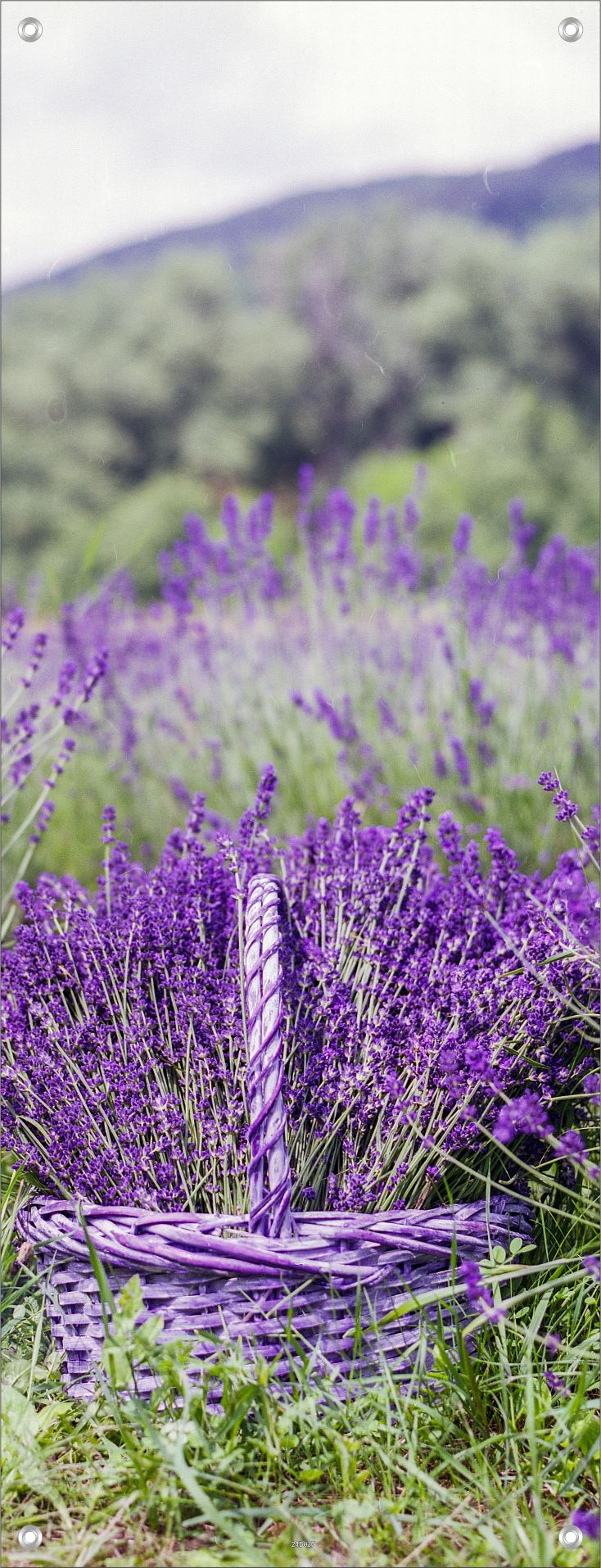 BLUMEN WANDBILDER POSTER DEKO BILDER XXL 60x160 LAVENDEL NATUR