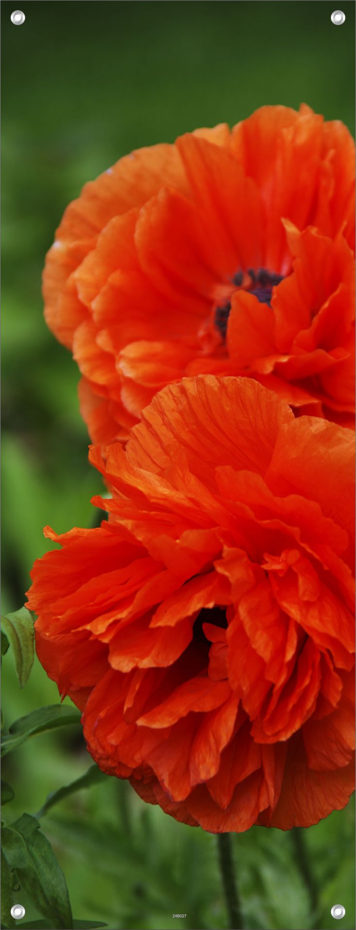 BLUMEN WANDBILDER POSTER DEKO BILDER XXL 60x160 MOHNBLUMEN BLÜTEN