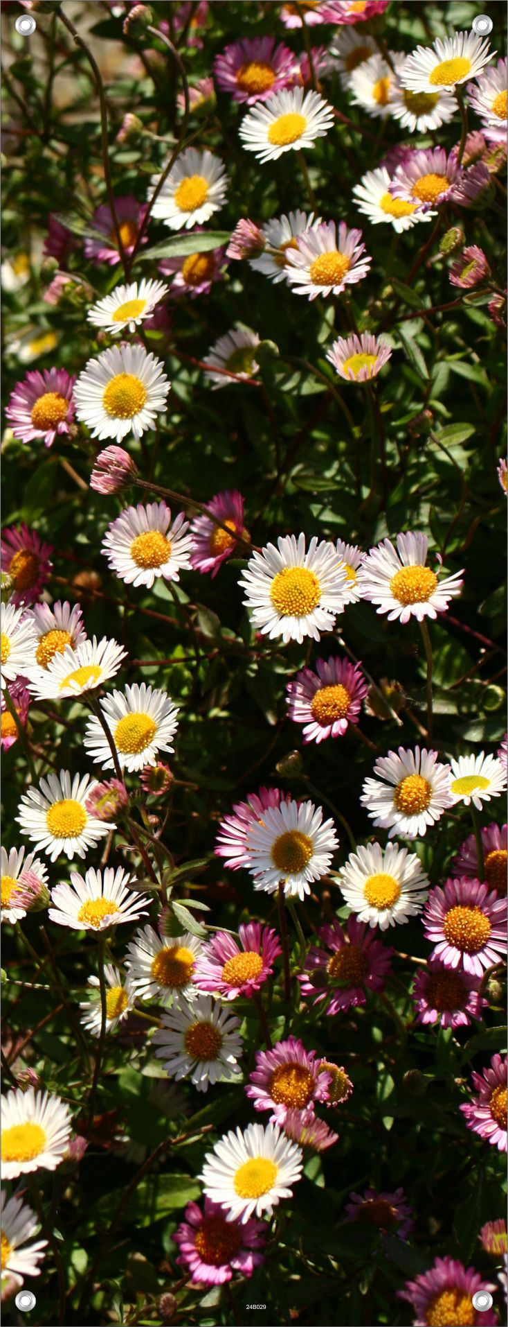 BLUMEN WANDBILDER POSTER DEKO BILDER XXL 60x160 BLÜTEN GARTEN NATUR