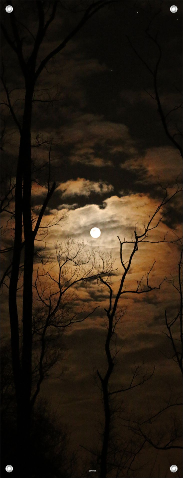 NATUR WANDBILDER POSTER DEKO BILDER XXL60x160 LANDSCHAFT BAUM NACHT