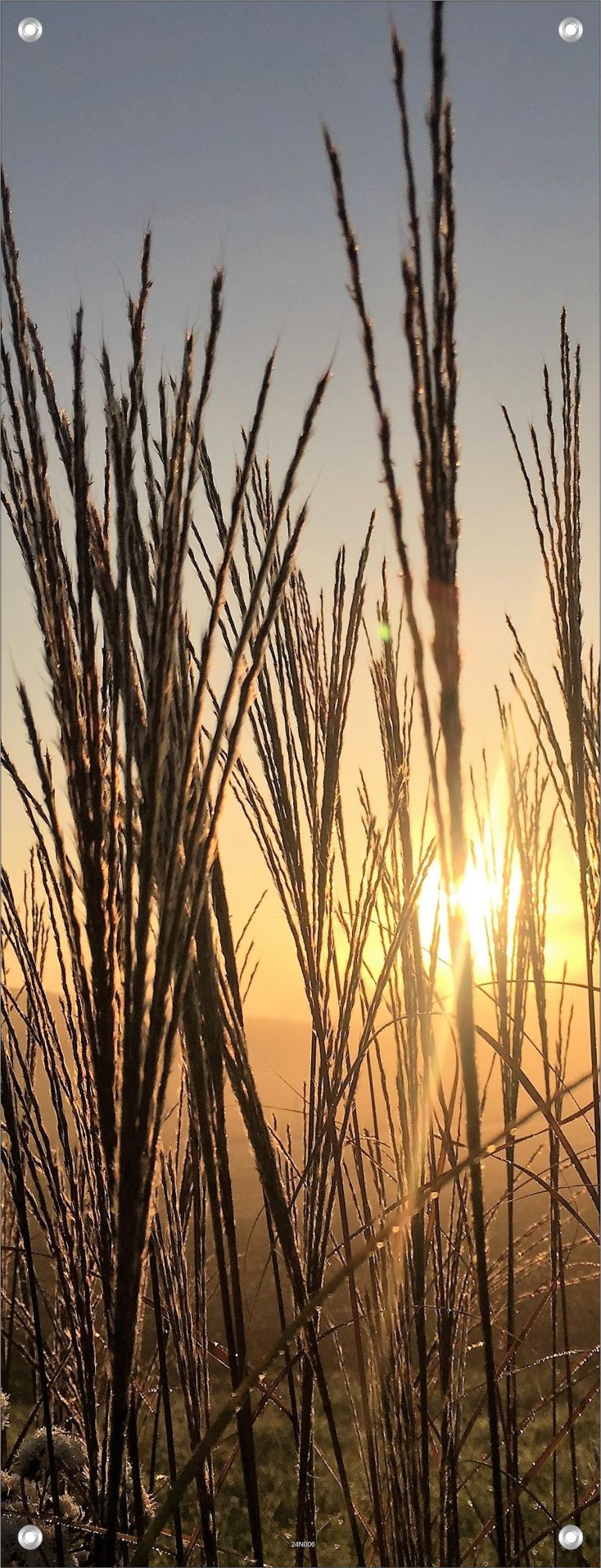 NATUR WANDBILDER POSTER DEKO BILDER XXL 60x160 GRÄSER LANDSCHAFT ABENDSONNE