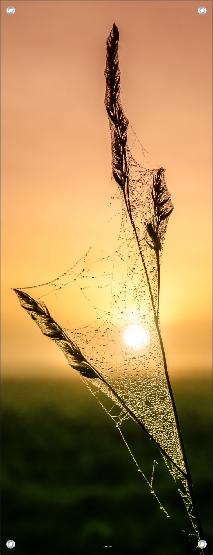NATUR WANDBILDER POSTER DEKO BILDER XXL 60x160 SONNENAUFGANG PFLANZE