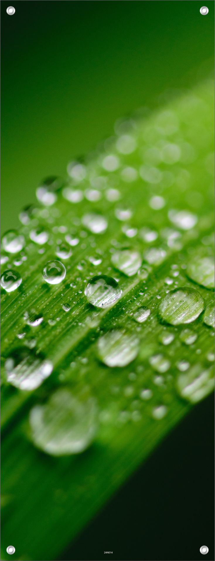 NATUR WANDBILDER POSTER DEKO BILDER XXL 60x160 GRASHALM REGENTROPFEN