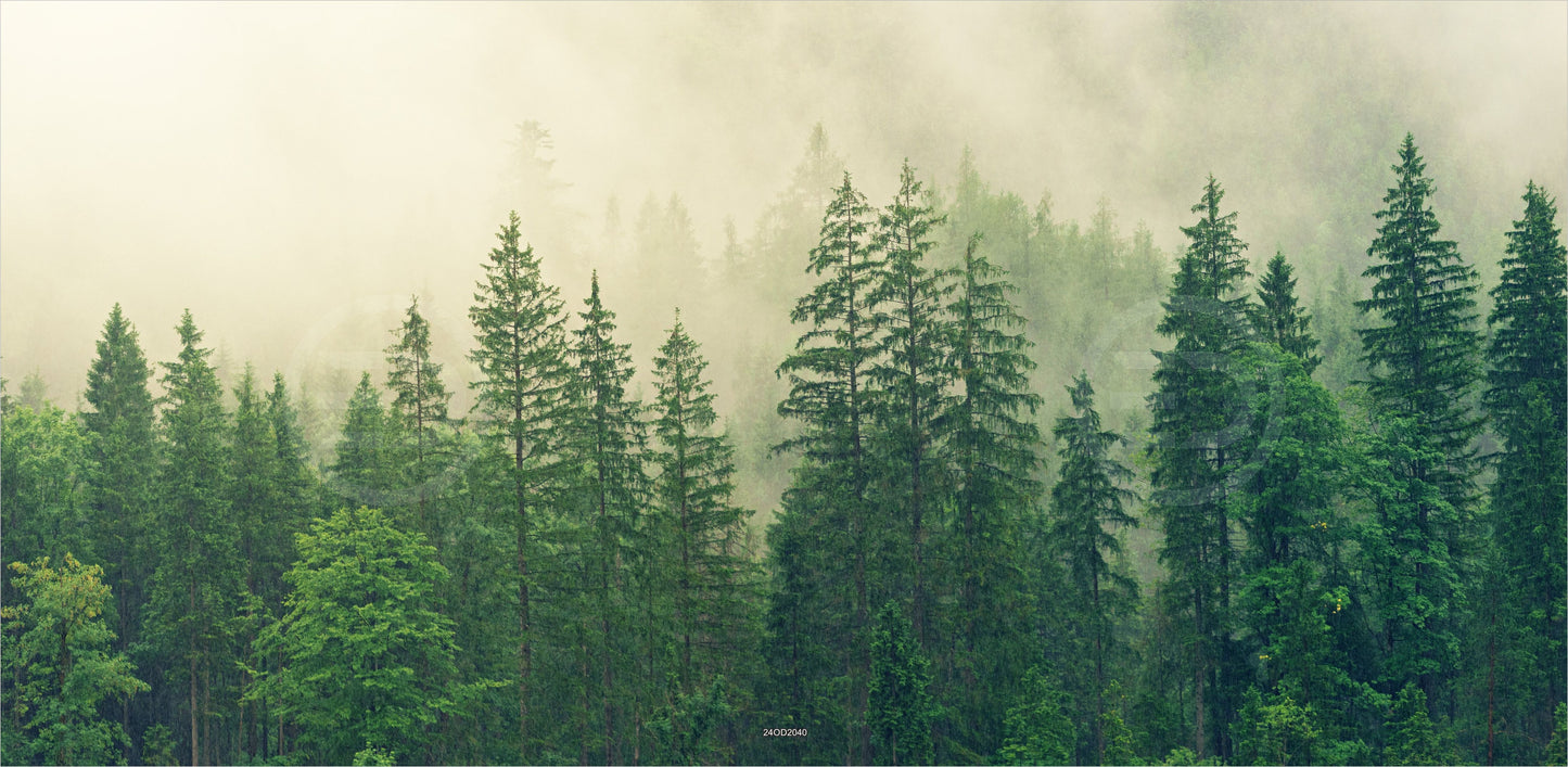 Outdoor Bild Banner Außen Gartenposter wetterfest 370x180 Natur Tannen Wald