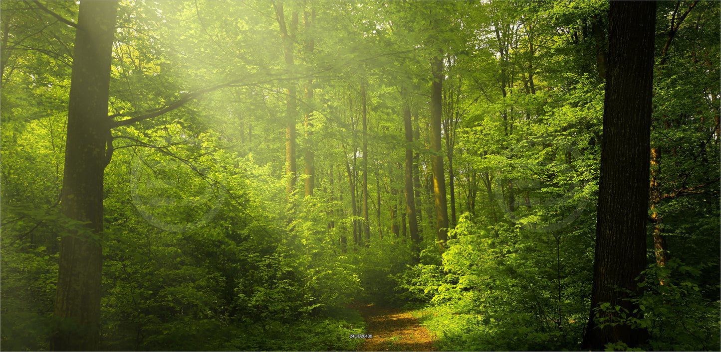 Outdoor Bild Banner Außen Gartenposter wetterfest 370x180 cm Wald Landschaft