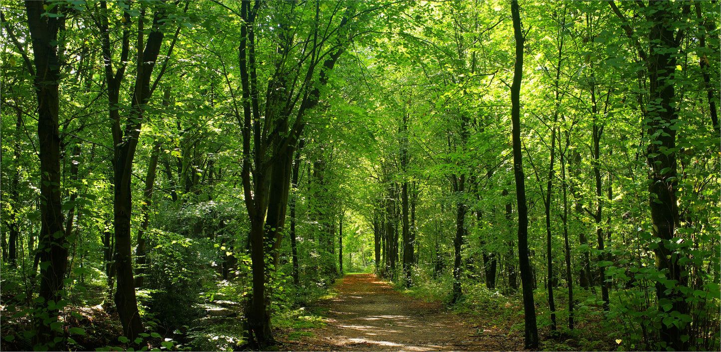 Outdoor Bild Banner Außen Gartenposter wetterfest 370x180 Landschaft Wald Weg