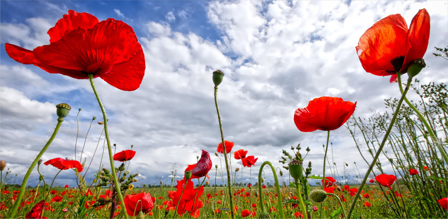 Outdoor Bild Banner Außen Gartenposter wetterfest 370x180 Mohnblumen Wiese Blumen