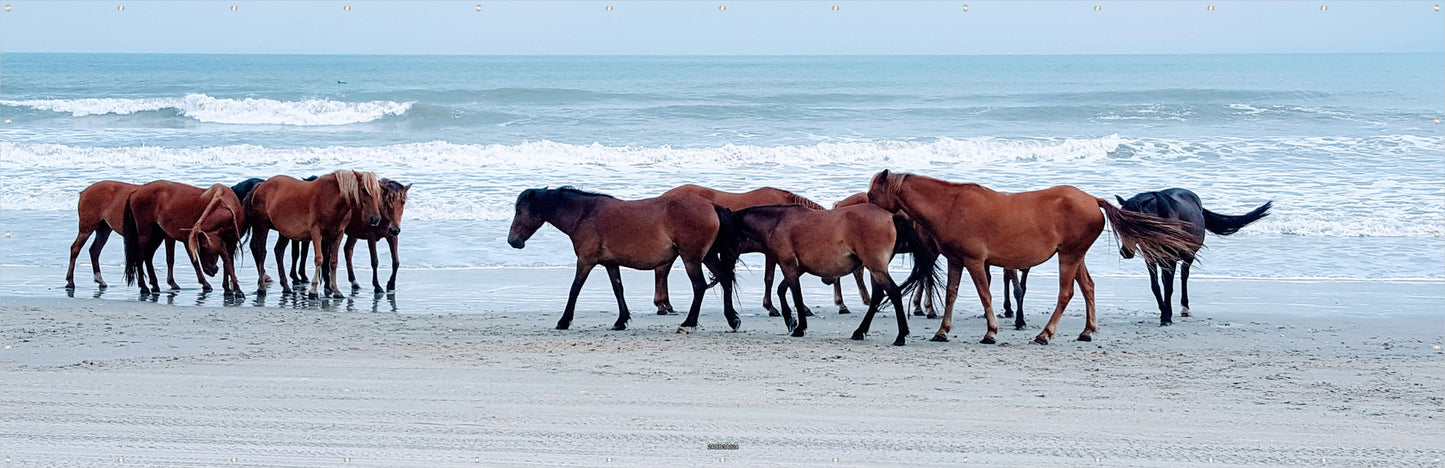 Outdoor Bild Banner Außen Gartenposter wetterfest 560x180 Strand Pferde Meer