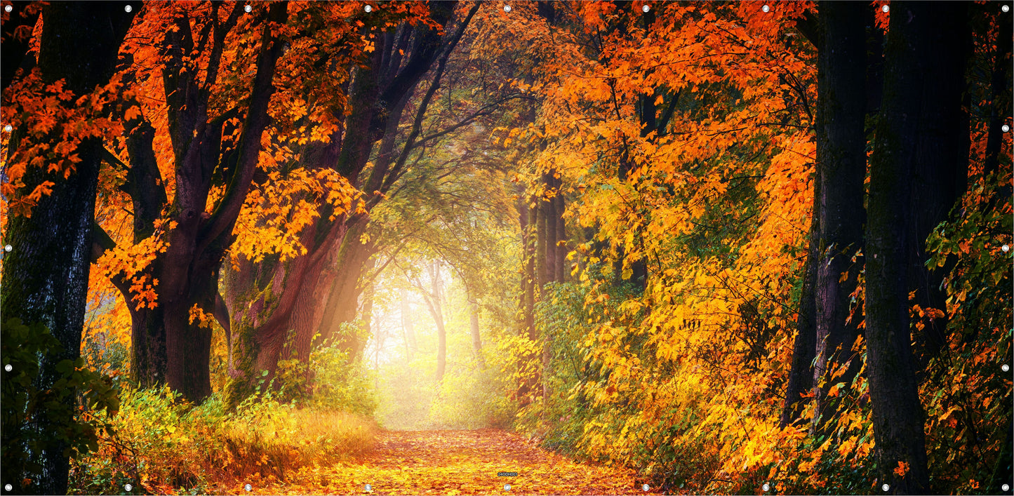 Outdoor Bild Banner Außen Gartenposter Wetterfest 370x180 cm Herbst Wald Weg