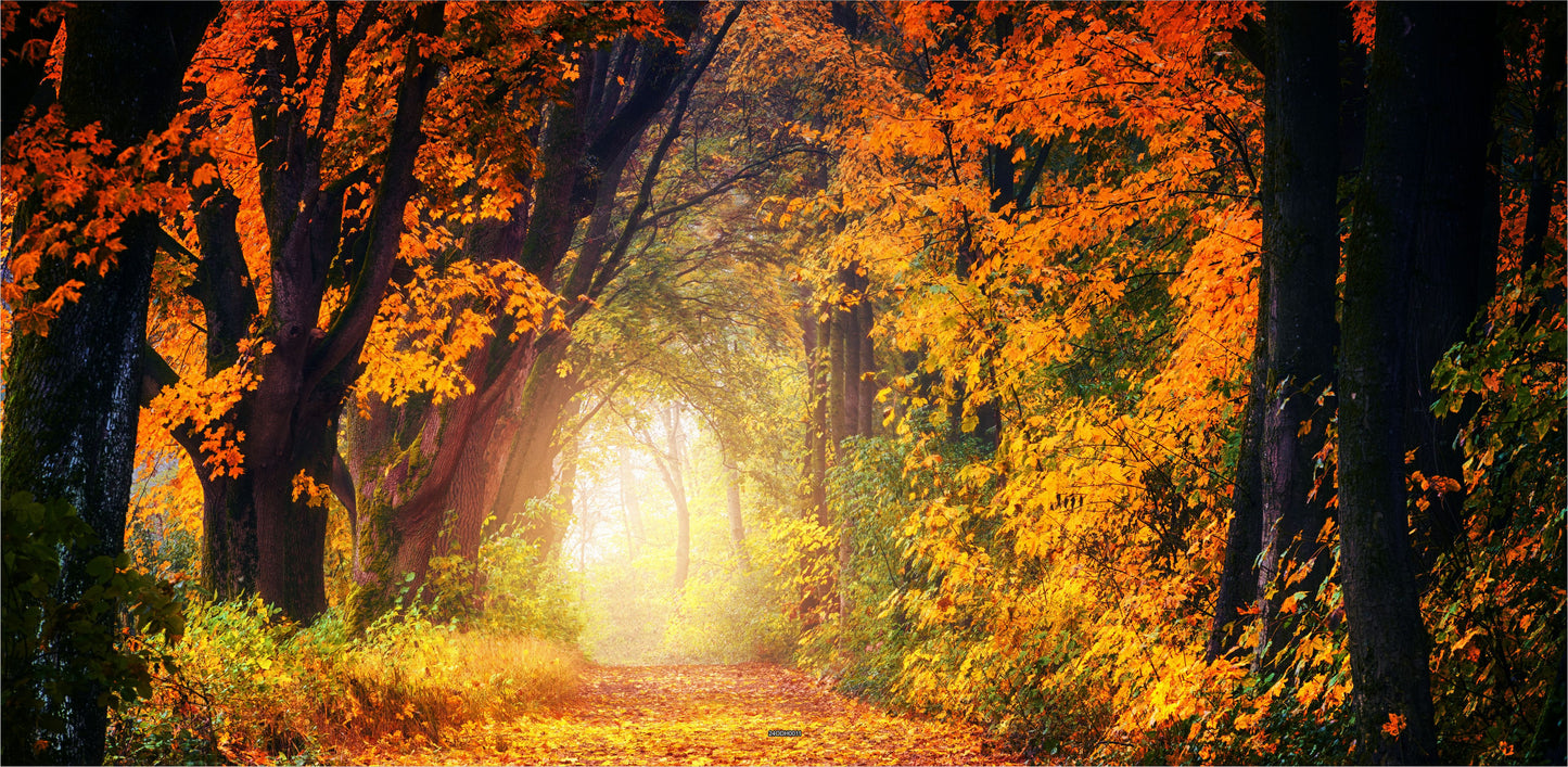 Outdoor Bild Banner Außen Gartenposter Wetterfest 370x180 cm Herbst Wald Weg