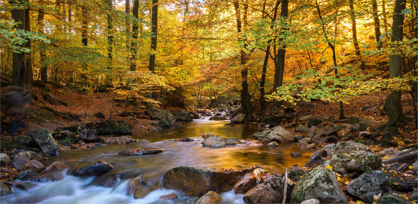 Outdoor Bild Banner Außen Gartenposter Wetterfest 370x180 Herbst Wald Wasserlauf