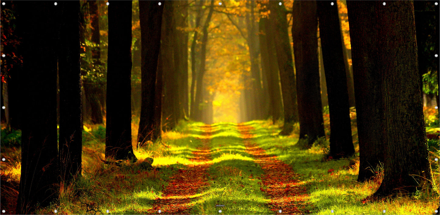 Outdoor Bild Banner Außen Gartenposter Wetterfest 370x180 Herbst Wald Landschaft