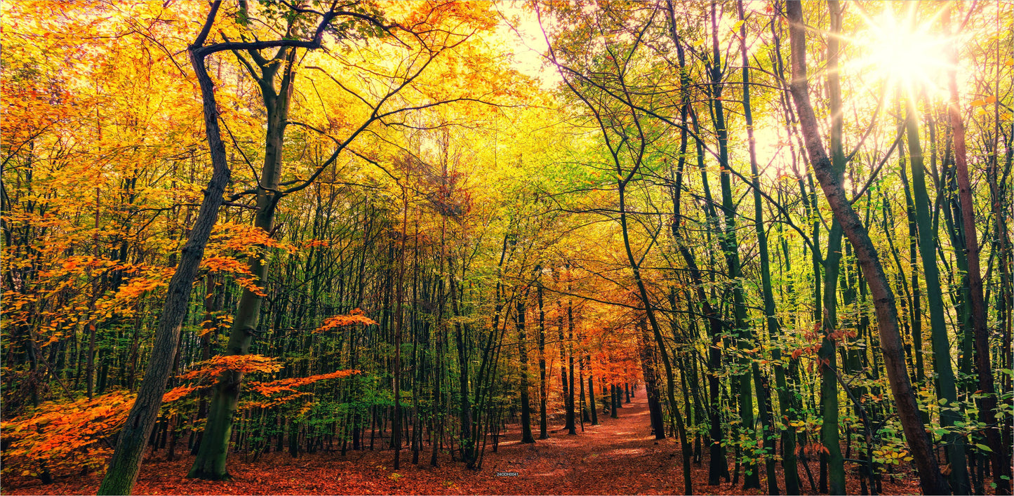 Outdoor Bild Banner Außen Gartenposter Wetterfest 370x180 Herbst Wald Sonne