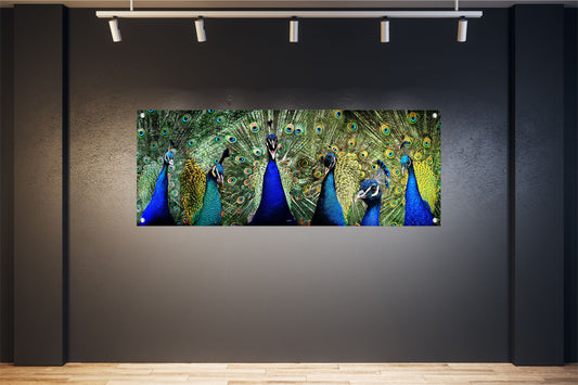 TIER WANDBILDER POSTER DEKO BILDER XXL 160x60 PFAU VOGEL PFAUENFEDER