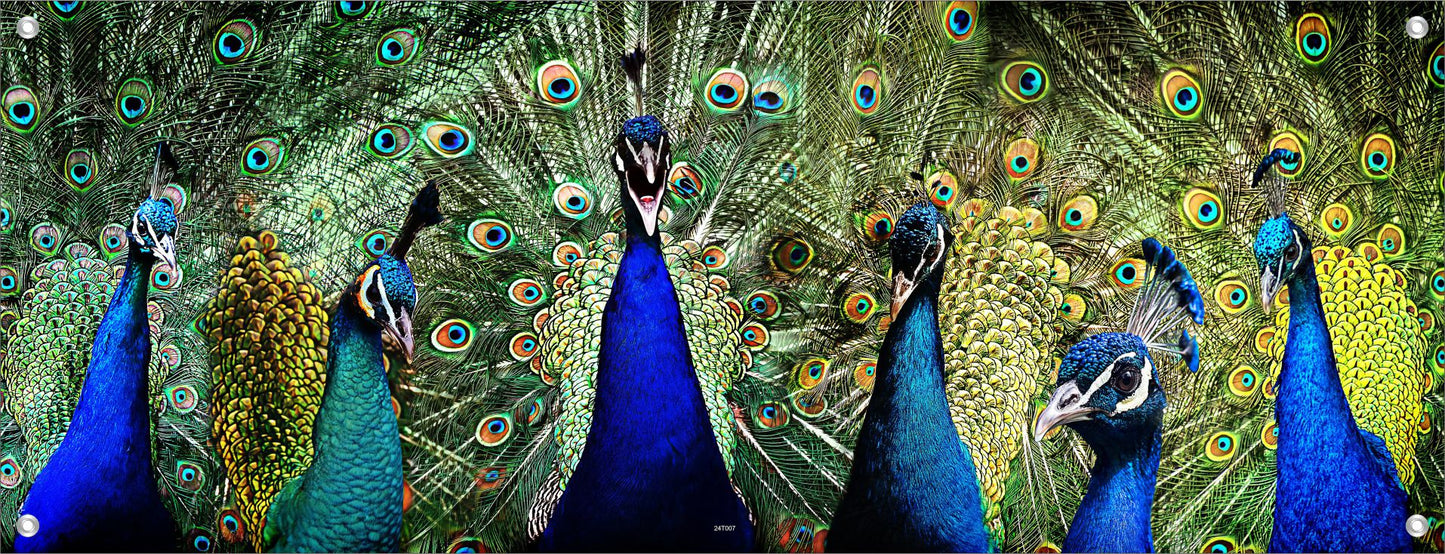 TIER WANDBILDER POSTER DEKO BILDER XXL 160x60 PFAU VOGEL PFAUENFEDER