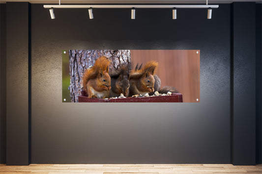TIER WANDBILDER POSTER DEKO BILDER XXL 160x60 EICHHÖRNCHEN NAGER NATUR