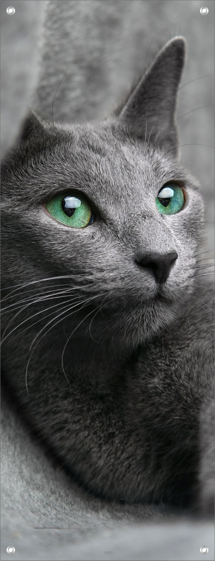 TIER WANDBILDER POSTER DEKO BILDER XXL 60x160 KATZE GRÜNE AUGEN
