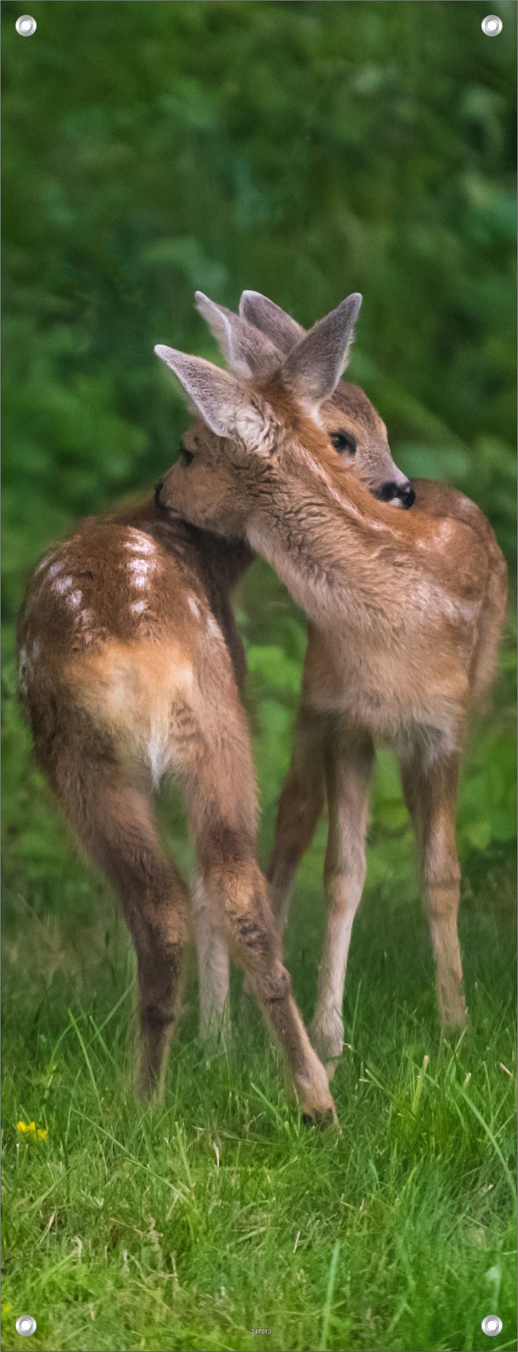 TIER WANDBILDER POSTER DEKO BILDER XXL 60x160 REHE WALD NATUR