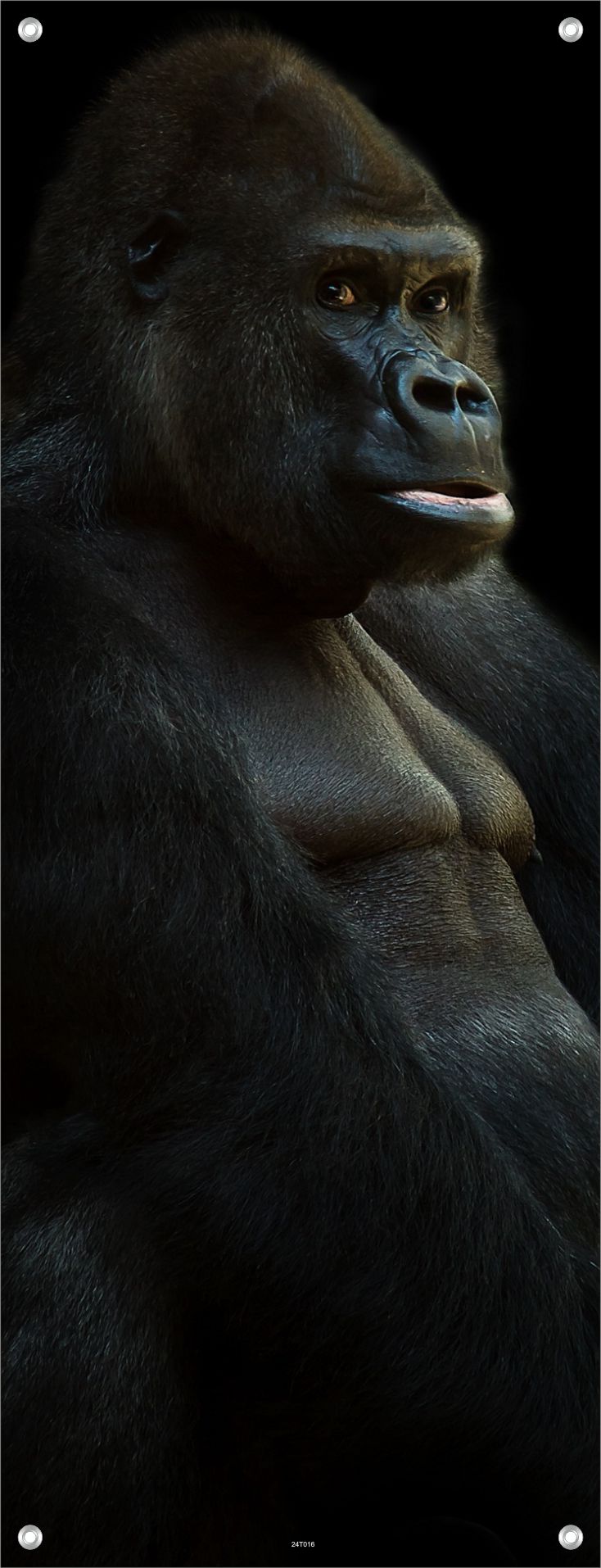 TIER WANDBILDER POSTER DEKO BILDER XXL 60x160 GORILLA MENSCHENAFFE