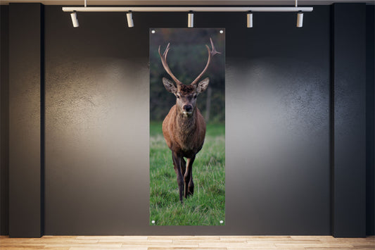 TIER WANDBILDER POSTER DEKO BILDER XXL 60x160 HIRSCH WALD NATUR