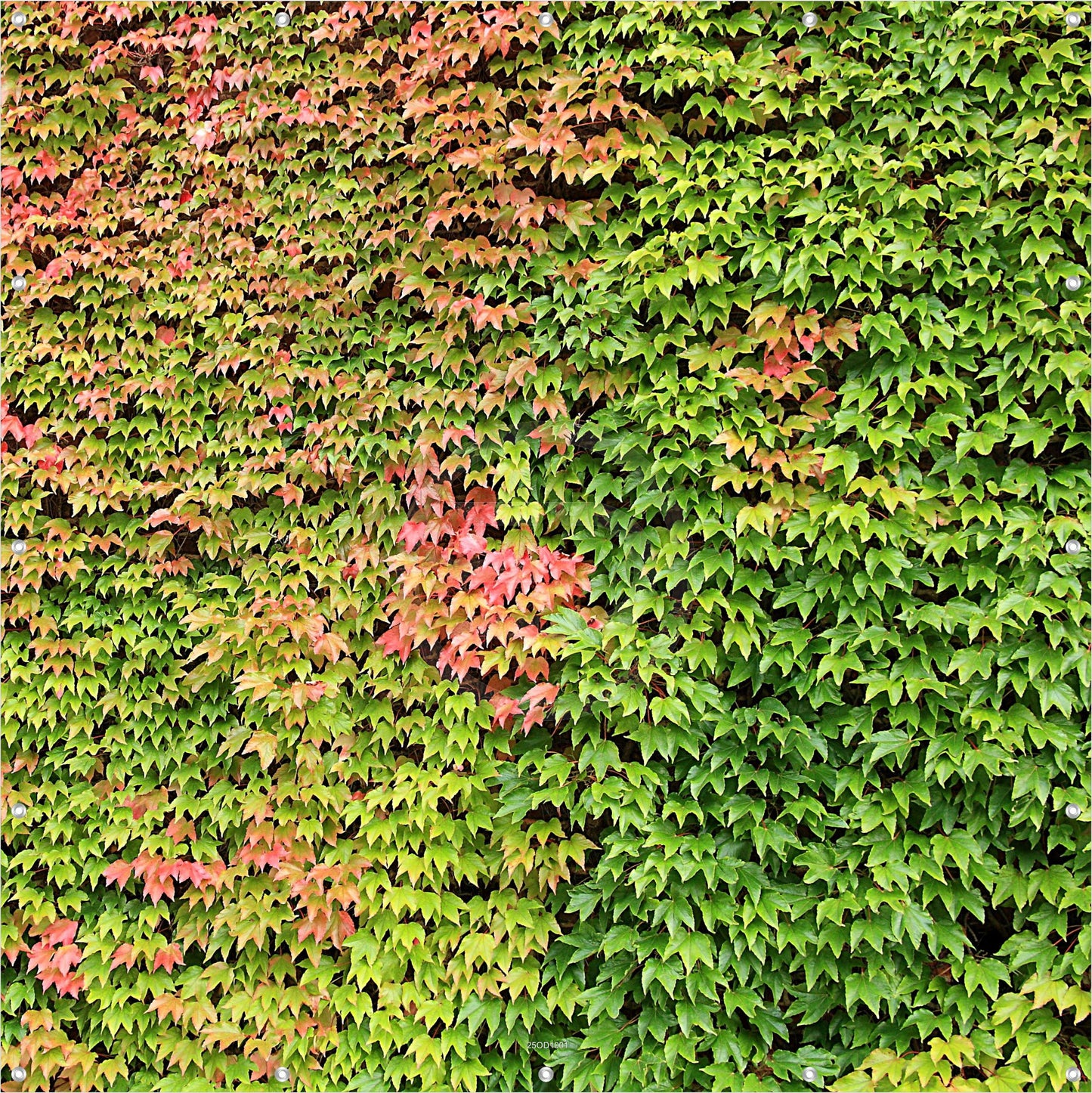 Outdoor Bild Banner Außen Gartenposter Wetterfest 180x180 Efeu Natur Garten