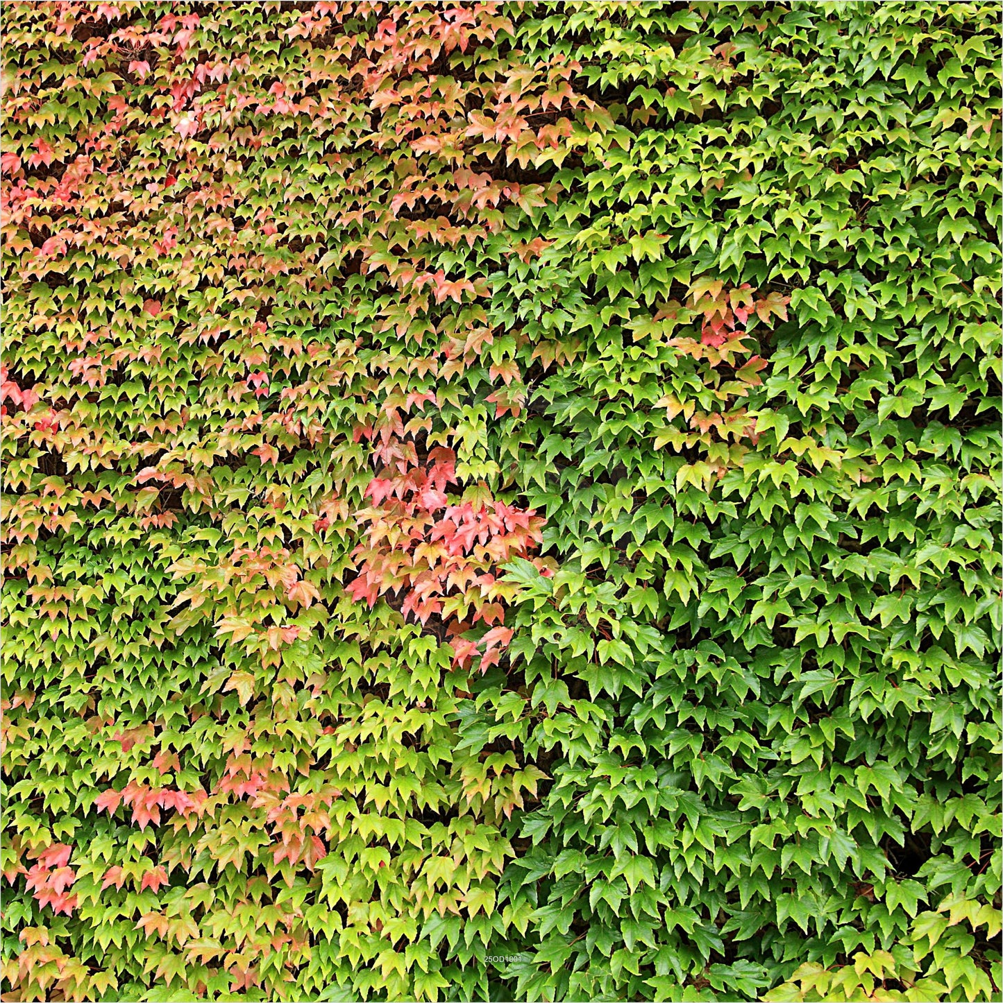 Outdoor Bild Banner Außen Gartenposter Wetterfest 180x180 Efeu Natur Garten