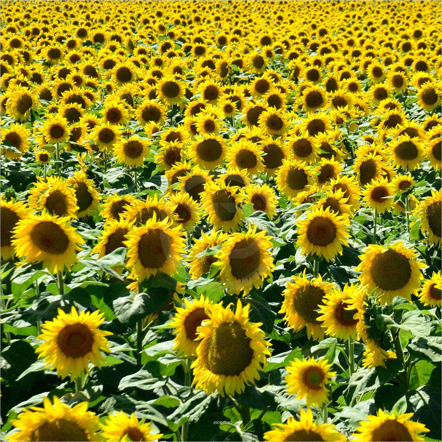 Outdoor Bild Banner Außen Gartenposter Wetterfest 180x180 Sonnenblumen Natur