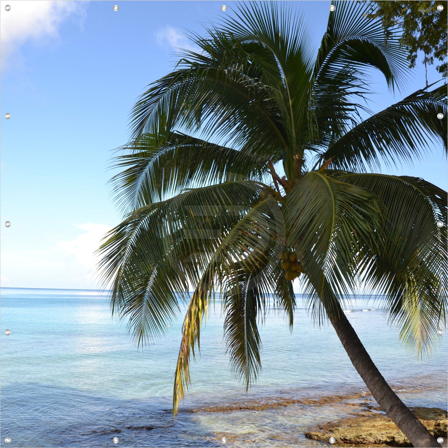 Outdoor Bild Banner Außen Gartenposter Wetterfest 180x180 Strand Meer Palme
