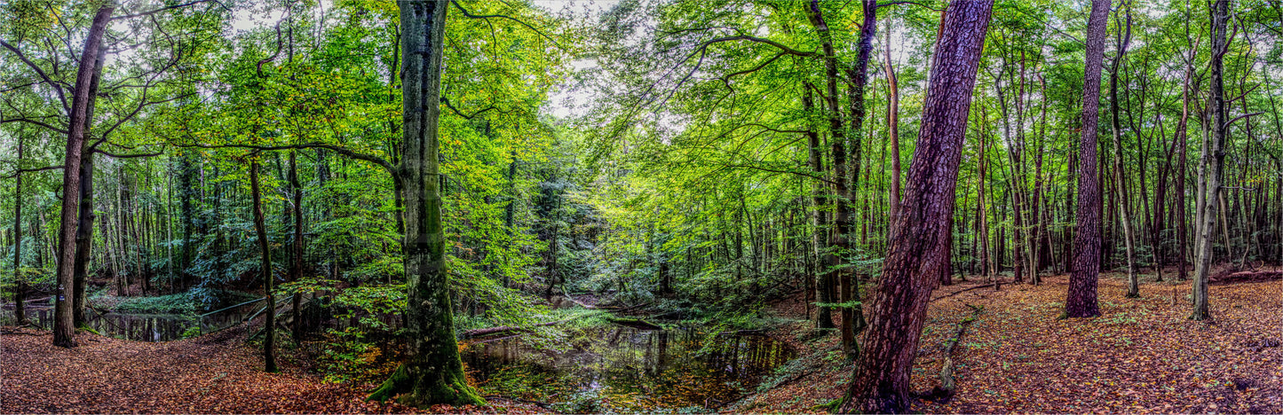 Outdoor Bild Banner Außen Gartenposter wetterfest 560x180 Landschaft Wald Natur