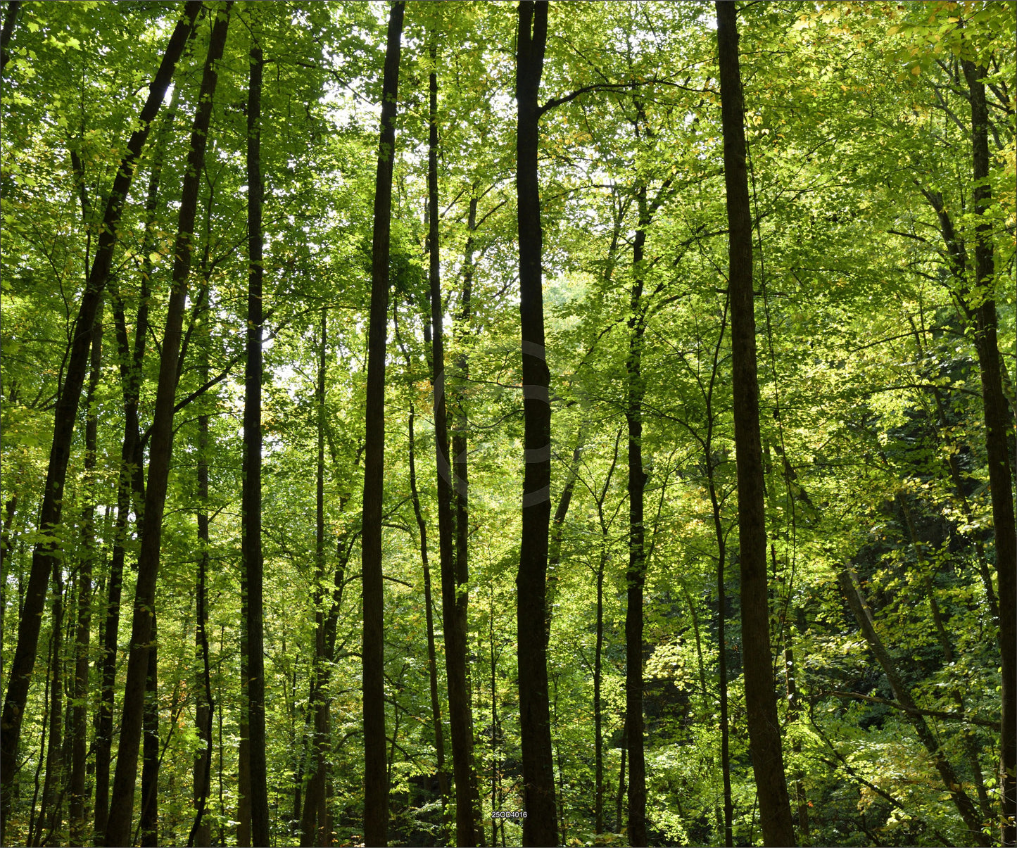 Outdoor Bild Banner Außen Gartenposter wetterfest XXL 300x250 Bäume Natur Wald