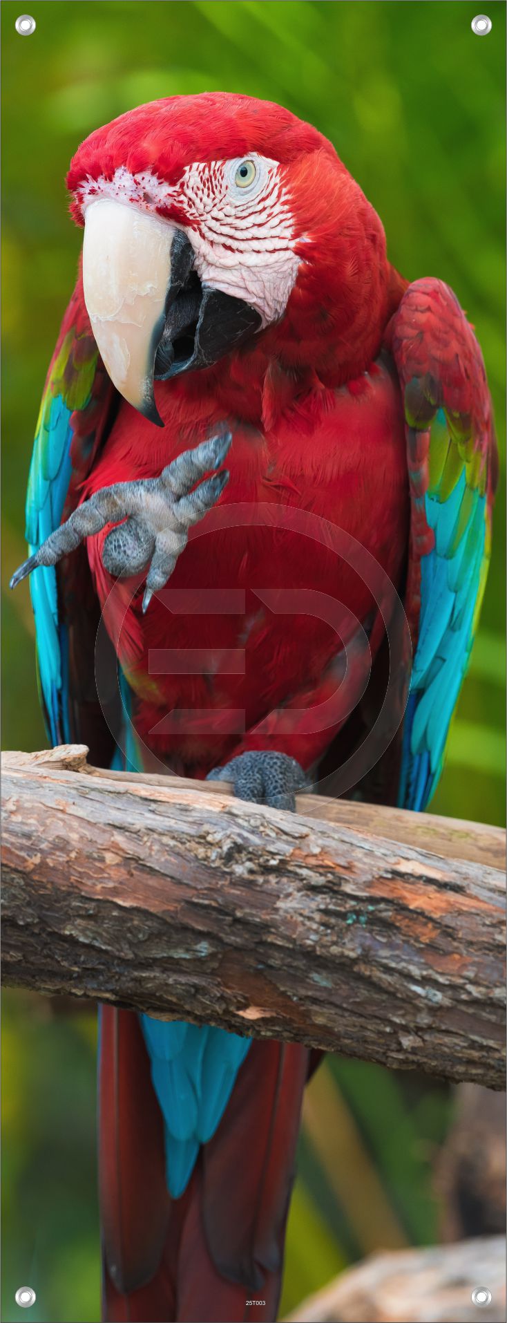 TIER WANDBILDER POSTER DEKO BILDER XXL 60x160 VOGEL PAPAGEI ARA BUNT