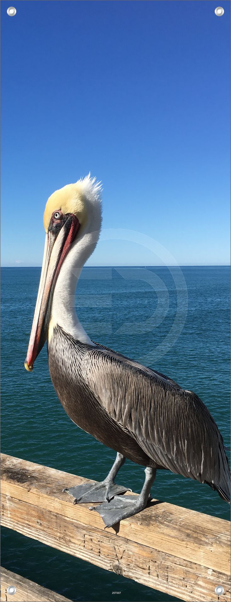 TIER WANDBILD POSTER DEKO BILDER XXL 60x160 PELIKAN VOGEL MEER NATUR