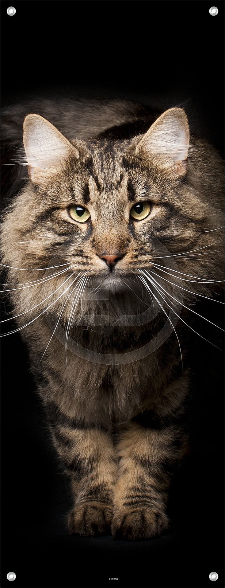 WANDBILD POSTER BILDER XXL 60x160 TIER KATZE KATER GETIGERT INNEN AUSSEN
