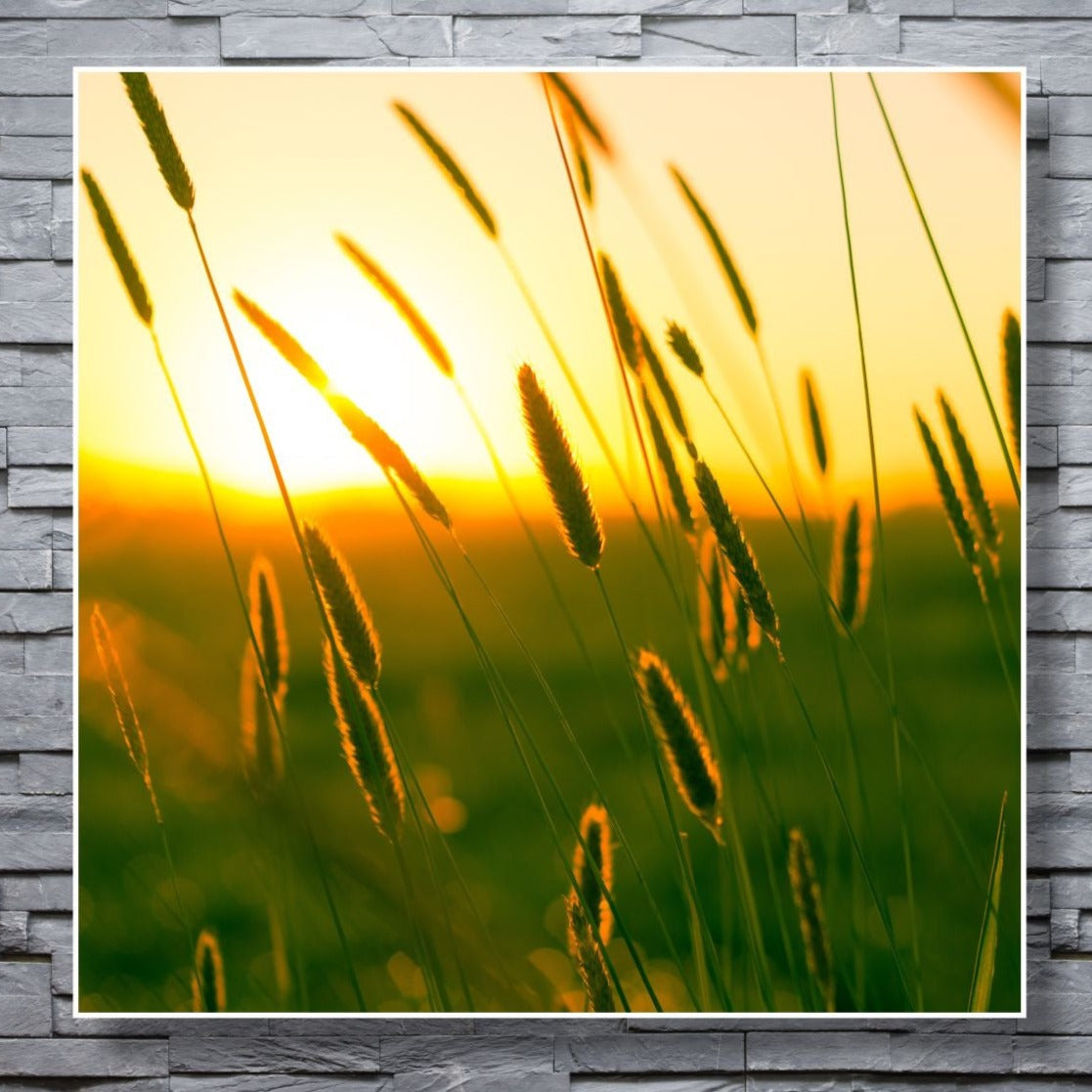 WANDBILDER ALURAHMEN NATUR BILDER WOHNZIMMER 120x120 GRÄSER SONNE