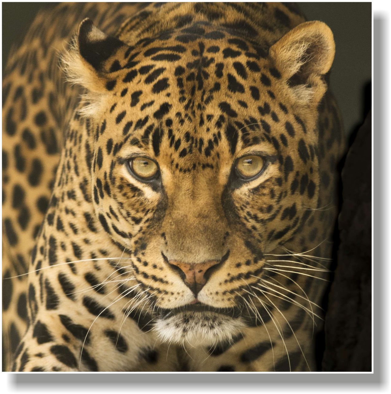 WANDBILDER ALURAHMEN LEOPARD BILDER WOHNZIMMER 150x150 RAUBKATZE TIER