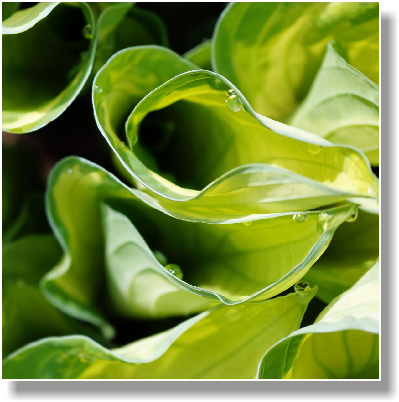 WANDBILDER ALURAHMEN NATUR BILDER WOHNZIMMER 150x150 BLÄTTER PFLANZE