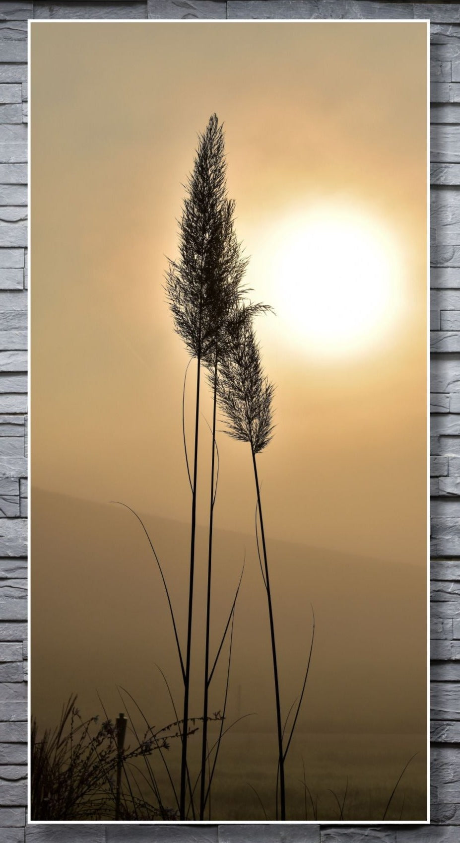 WANDBILDER ALURAHMEN XXL NATUR BILDER 100x200 WOHNZIMMER GRÄSER ABEND