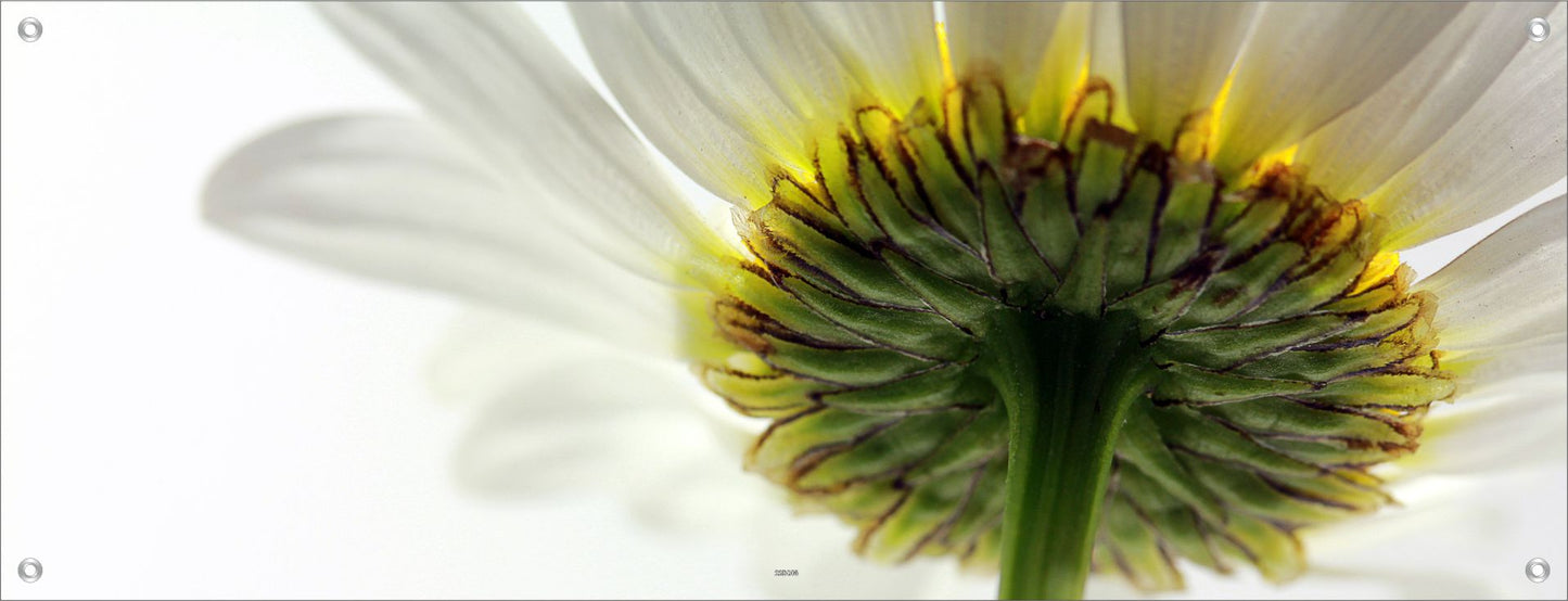 BLUMEN WANDBILDER POSTER DEKO BILDER XXL 160x60 BLÜTE GERBERA WEISS