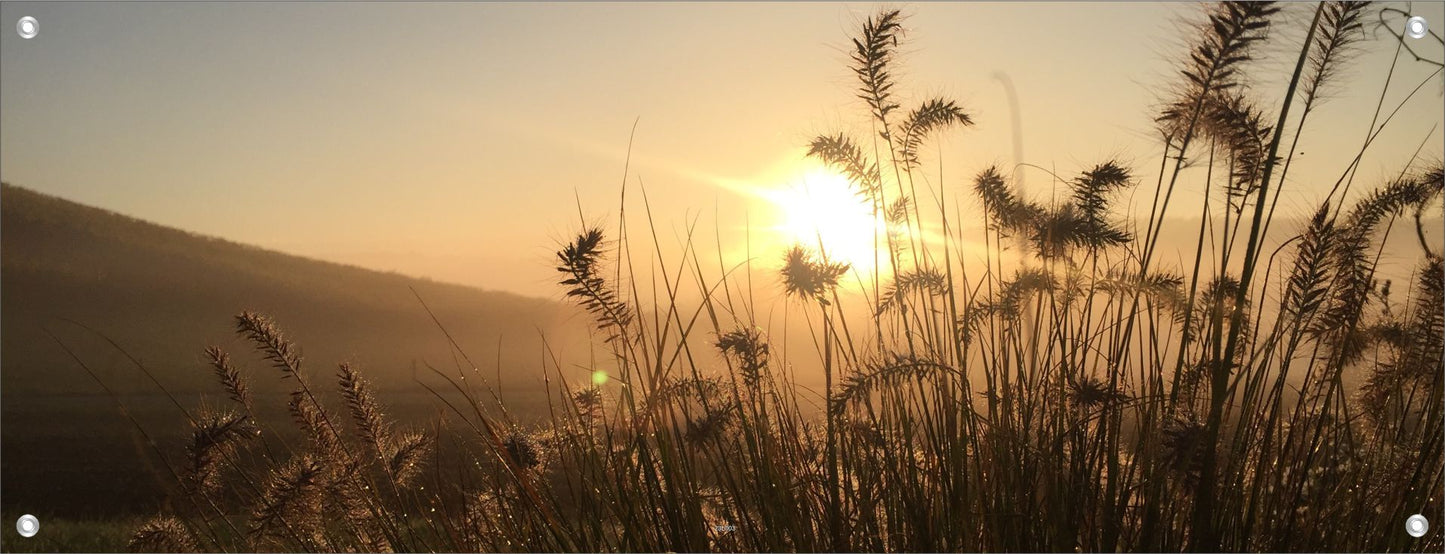 LANDSCHAFT WANDBILDER POSTER DEKO BILDER XXL 160x60 SONNENUNTERGANG GRÄSER