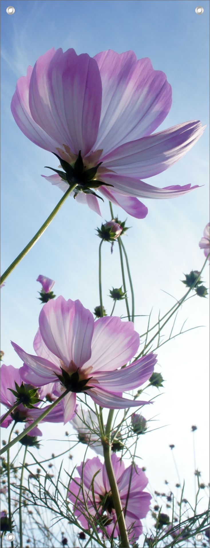 BLUMEN WANDBILDER POSTER DEKO BILDER XXL 60x160 HIMMEL BLÜTEN NATUR