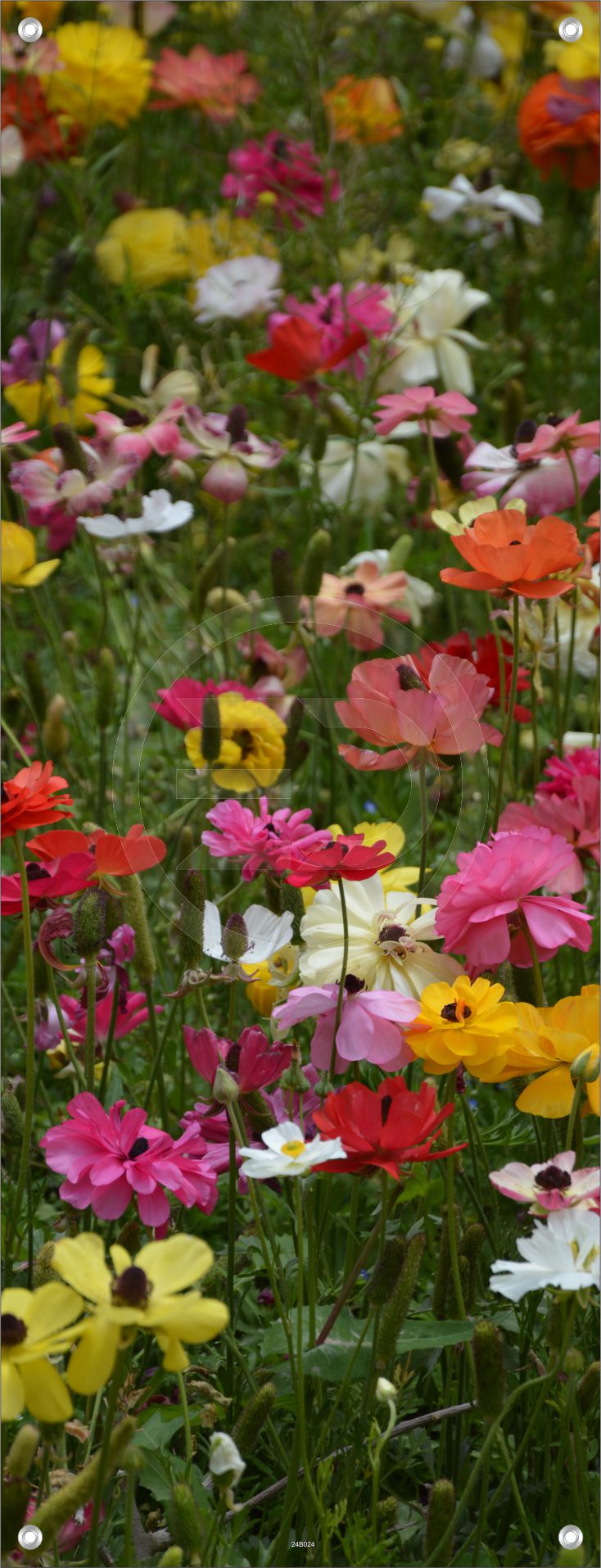 BLUMEN WANDBILDER POSTER DEKO BILDER XXL 60x160 BLUMENWIESE BUNT